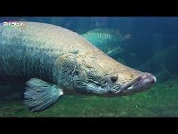 I initially felt that the entrance cost of 14 euros was a bit steep, but when i found out that included entrance to the aquarium i felt better about it. Aquarium Zoo Berlin Zoologischer Garten Youtube