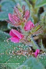 Image result for Indigofera flavicans