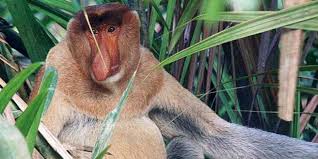 Jenis monyet itu juga terkenal karena hidungnya yang besar dan panjang yang dimiliki oleh. Bekantan Si Monyet Berhidung Besar Halaman All Kompasiana Com