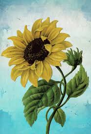 We did not find results for: Sunflower Print Set Of Two Sunflowers Art Botanical Print Flower Kitchen Decor Floral Print Floral Wall Decor Sunflower Wall Art Welovecmyk