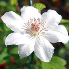 Image result for Clematis costata