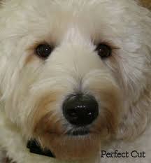 Coffee capsules must be purchased in one single transaction. 11 My Style Ideas Labradoodle Labradoodle Grooming Goldendoodle