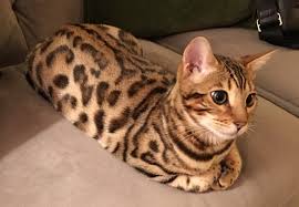 However, here at painted cats we concentrate on the brown rosetted/spotted bengal. Unique Breed Bengal Kittens Near Me Dial 848 227 2301