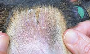 Top 5 Conditions Affecting The Pinnae Clinician S Brief