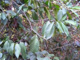 Image result for Funtumia