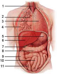 The anatomy model can be placed in any room. Free Anatomy Quiz The Anatomy Of The Internal Organs General Quiz 1