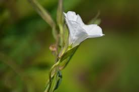 Image result for Aniseia martinicensis