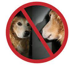 I Sniff Therefore I Am Are Dogs Self Conscious Krulwich Wonders Npr