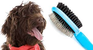 How to groom a labradoodles face, this riley ,we love having him at the salon as he's so much fun but is very strong. Labradoodle Grooming What S The Best Way To Care For Your Loving Pup