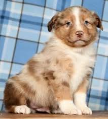 We can have a lot more success with training when we are open to consider that a lot of the 'problem behaviours' we see are our dogs trying to find outlets to perform behaviours that we as humans have specifically bred them to perform 💙. Pin On Australian Shepherd Puppies