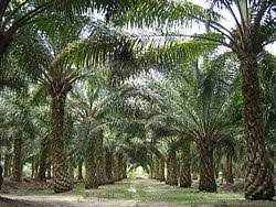 Ladang kelapa sawit in english. Palm Oil Wikipedia