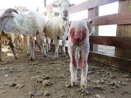 We did not find results for: Ugg We Want Sheep Free Shoes Peta