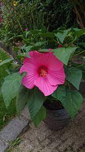 Giant Hibiscus Gardening Garden Diy Home Flowers Roses Nature Landscaping Horticulture Hibiscus Giants Plants