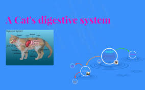 Maybe you would like to learn more about one of these? A Cat S Digestive System By Emilie Buckingham