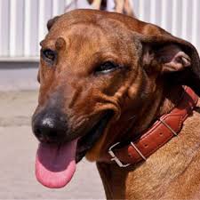 Image result for rhodéský ridgeback
