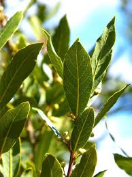 Image result for bay leaf bush foto