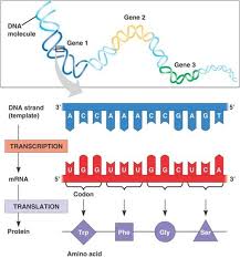 Protein Production A Simple Summary Of Transcription And Translation Biology Lessons Biology Classroom Teaching Biology
