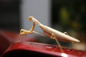 What habits they have, where they live, what praying mantis species exist. Albino Praying Mantis Weasyl