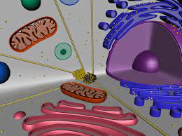We did not find results for: Animal Cell 3d Model 3d Models World