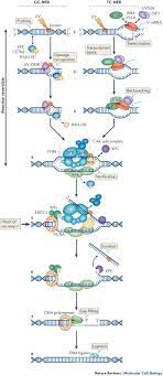 This could be the only web page dedicated to explaining the meaning of ner (ner ever wondered what ner means? Understanding Nucleotide Excision Repair And Its Roles In Cancer And Ageing Nature Reviews Molecular Cell Biology
