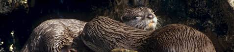 Malaysia is known as a popular 'destination airport' and transit for the illegal wildlife trade, where an alarming number of wildlife these animals are traded as pets, fuelling the lucrative exotic pet trade. New Research Reveals Japanese Attitudes Towards Exotic Pets Despite The Potential Risks Wildlife Trade News From Traffic