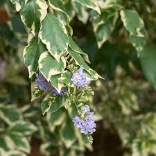 Image result for Duranta erecta