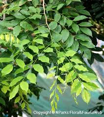 Image result for Pterocarpus indicus