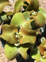 Kalanchoe Beharensis Brown Dwarf Dwarf Velvet Elephant Ear Is A Smaller Leaf Form Of The Otherwise Slow Growing Succulent Tree Like