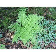 Image result for Athyrium