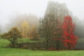 They have help me improve my photography over the years and i go through some top tips on. Pictures Belgium Flemish Region Meise Fog Nature Scenery