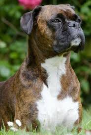 Chart stitch count 107 (w) x 110 (h). Boxer Cross Stitch Pattern Boxer Dog Pattern Cross Stitch Etsy In 2021 Boxer Dogs Boxer Dogs Facts Brindle Boxer