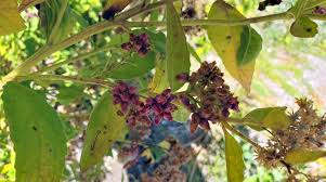 Image result for Pluchea dioscoridis