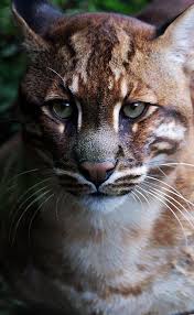 Nature And More Radivs Asiatic Golden Cat Ii By Sam Harris Cats And Kittens Animals Beautiful Wild Cats
