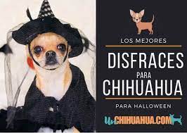 El Mejor Disfraz De Halloween Para Tu Chihuahua Un Chihuahua