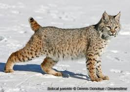 Pin On Mammals
