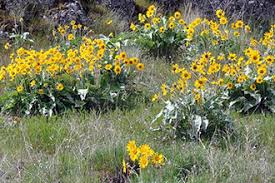 Image result for Basananthe pedata