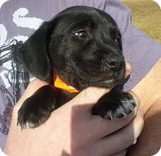 Pawrade connects pawsome people like you with happy, healthy puppies from our respected, prominent breeder relationships we've established over the last 15 years. Largo Fl Dachshund Meet Oreo A Pet For Adoption