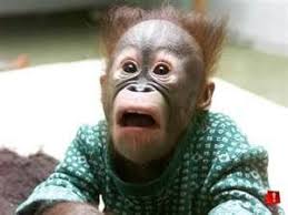 Animals Making Omg Faces Funny Animal Faces Monkeys Funny Monkey Pictures