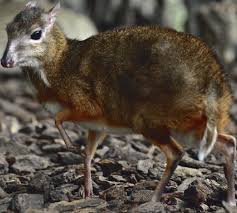 Flora dan fauna memiliki jenis yang begitu banyak dan beragam hingga tidak lagi terhitung jumlahnya, beragam hewan dan tumbuhan tersebut memiliki tempat retakan ini terjadi dari timur ke barat di sepanjang irian sebelah utara sejauh ratusan kilometer. Hidupan Liar Malaysia Di Ambang Kepupusan