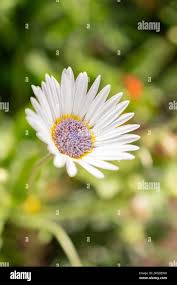 Image result for Berkheya zeyheri