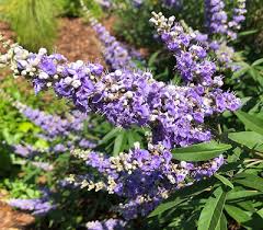 Image result for Vitex