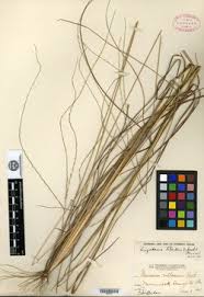 Image result for Digitaria brazzae