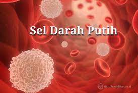 Eosinofil adalah granulosit yang mengandung butiran besar, yang melepaskan bahan kimia yang menghancurkan patogen. Sel Darah Putih Pengertian Fungsi Ciri Jenis Kekurangan