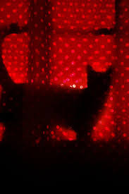 Black And Red Cat Cat In Window Red Aesthetic Black And Red Shades Of Red