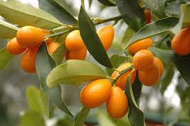 Kumquat Cuidados En Jardines E Interiores Frutas Exoticas Frutas Tropicales Vainas De Semillas