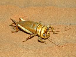 Image result for Brachythrix