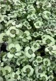 Image result for Trifolium