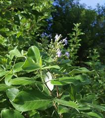 Image result for Vitex trifolia