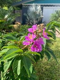 Image result for Lagerstroemia speciosa