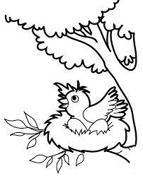 Share some fun facts about these trees like their scientific name or. A Bird With Eggs In A Nest Coloring Page